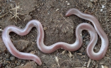 Kör Yılan Türleri ve Özellikleri