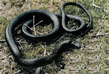 Kara Yılan Türleri ve Özellikleri